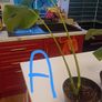selection of monstera plants Image 3