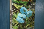 SALE! Alpines '81: Report of the 5th International Rock Garden Plant Conference and show Evans, Alfred Published by Alpine Garden Society, 1981 (Gardener Helen Dillons copy)