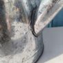 Tin Watering Can Image 10