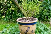 Potted Salvia Hot Lips