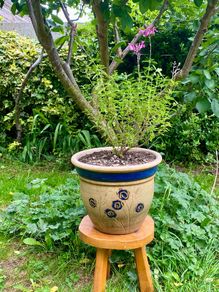 Potted Salvia Hot Lips