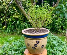 Potted Salvia Hot Lips