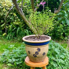 Potted Salvia Hot Lips