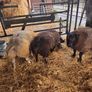 Super pedigree 5 star rams for sale Image 10