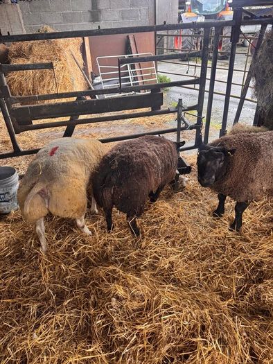 Super pedigree 5 star rams for sale