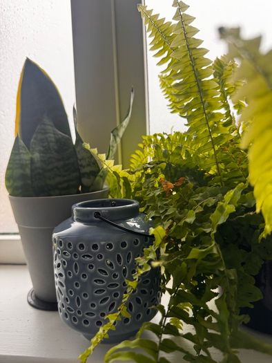plants