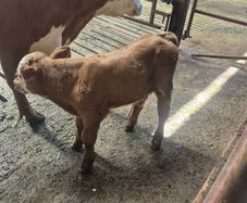 Calf