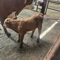 Calf