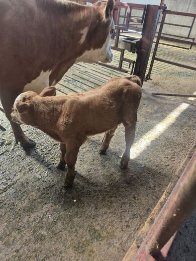 Calf