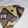 Slice of turtle back agate Image 5