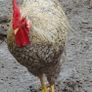 Fertile Cream Legbar Eggs Image 7