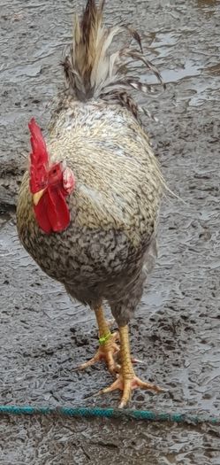 Fertile Cream Legbar Eggs
