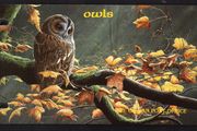 1997 Isle of Man Owls Commemorative Stamps Presentation Pack