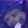 XXL Toadstool Coral Image 3