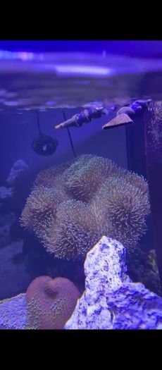 XXL Toadstool Coral