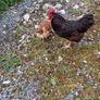Rhode island red hatching eggs Image 4