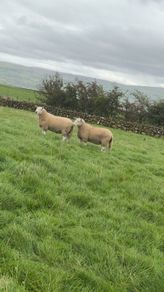 Wicklow Cheviot shearling
