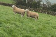 Wicklow Cheviot shearling