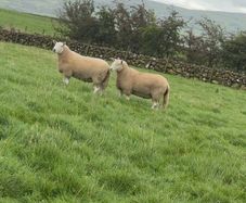 Wicklow Cheviot shearling