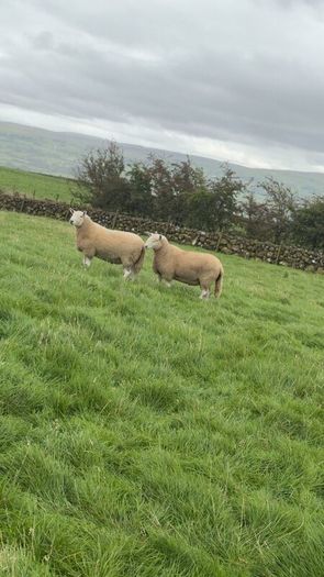 Wicklow Cheviot shearling