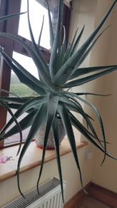 Aloe Vera Plant