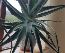 Aloe Vera Plant