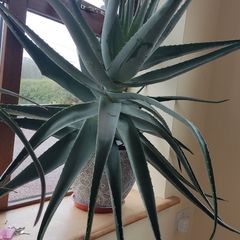 Aloe Vera Plant