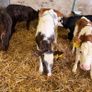 Heifer calves for sale Image 7