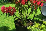 Rare colour XL Red Rhododendron plant