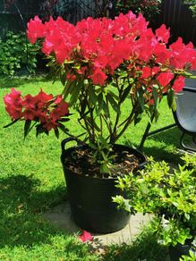 Rare colour XL Red Rhododendron plant