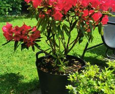 Rare colour XL Red Rhododendron plant