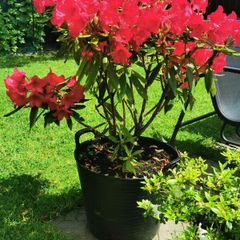 Rare colour XL Red Rhododendron plant