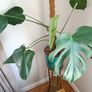 Monstera Plant + Pot Image 3
