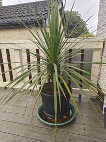 Cordyline Tree