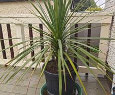Cordyline Tree
