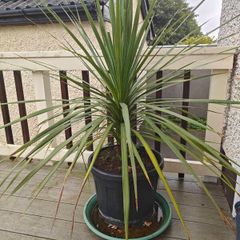 Cordyline Tree