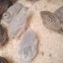 Coturnix Quail wide variety of Colours Image 2