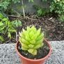 plant Image 2
