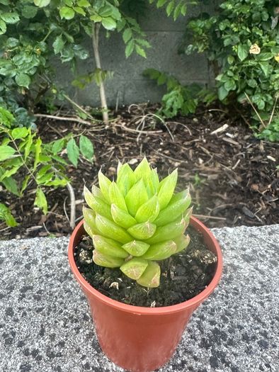 plant