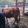 Bulls Image 7