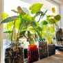 Grumpy Plant Eyes - 3D printed plant accessories Image 5