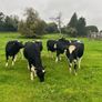High EBI incalf heifers Image 5