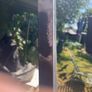 dog r Image 4