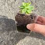 plant Image 2