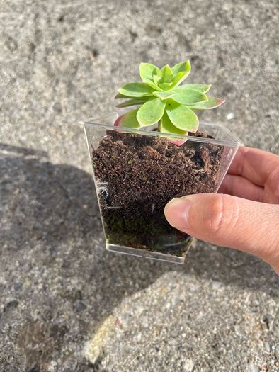 plant