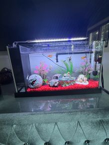 fish tank