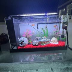 fish tank
