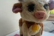 Maggie Cow pet