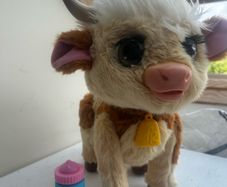 Maggie Cow pet