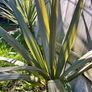 Cordyline indivisa plants  (palm tree) Image 6